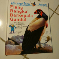 Image of Elang Bangkai Berkepala Gundul